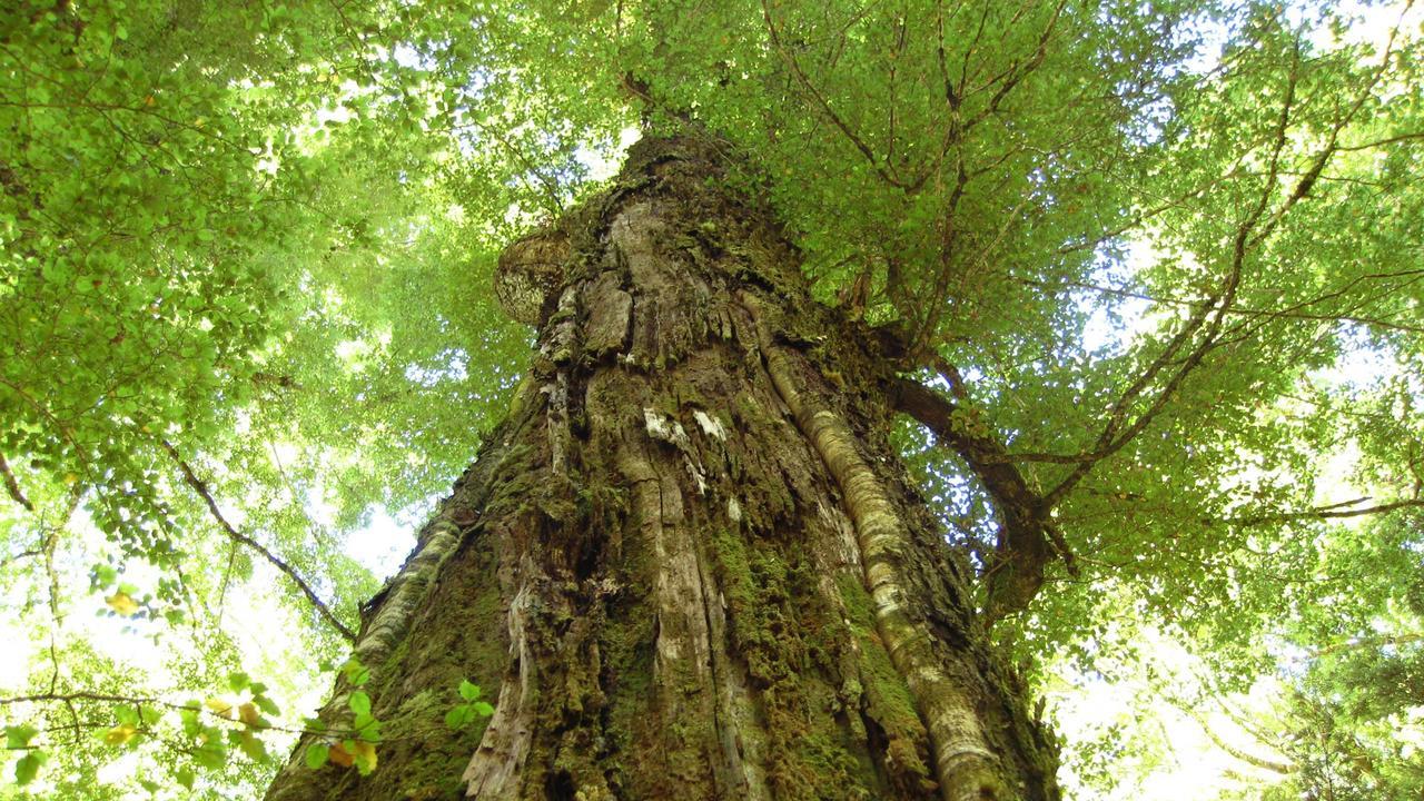 Beech Tree Lodge أوهاكيون المظهر الخارجي الصورة